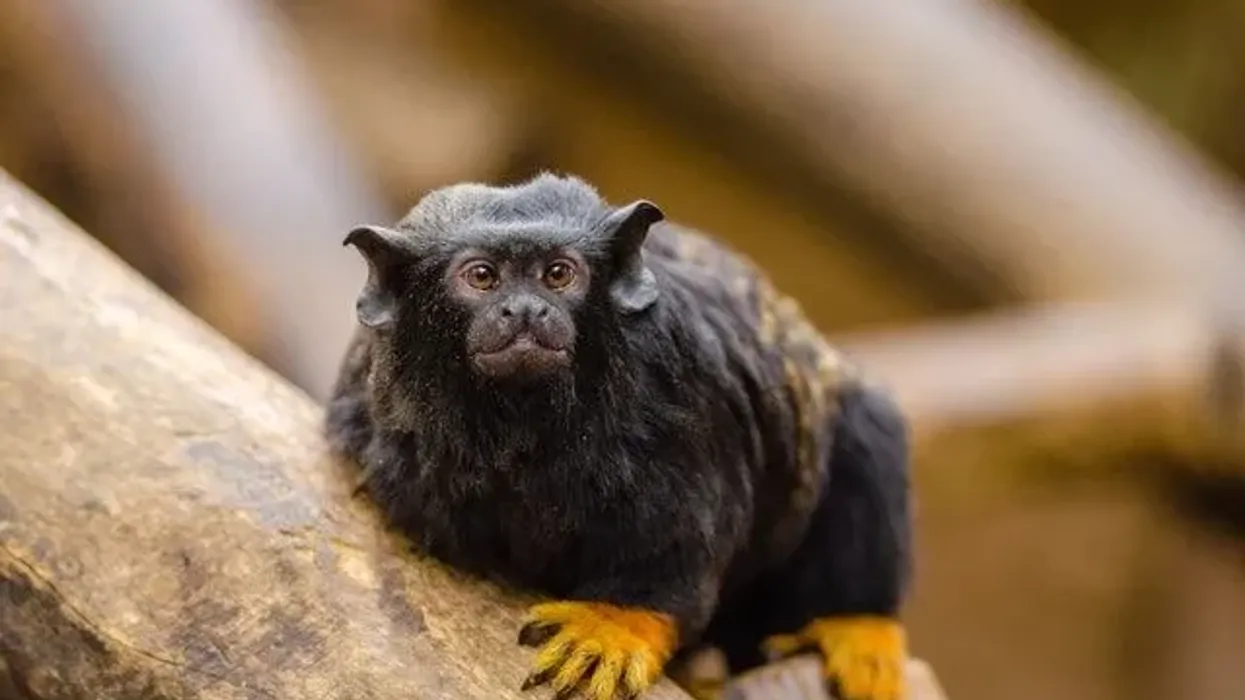 Show off your knowledge by learning these fun and interesting red-handed tamarin facts.