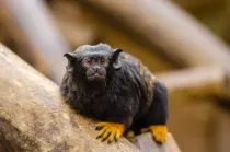 Show off your knowledge by learning these fun and interesting red-handed tamarin facts.