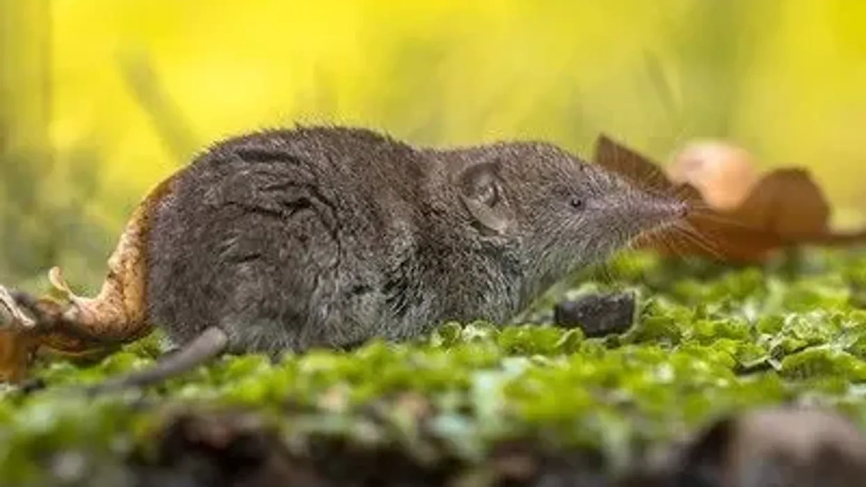 Shrew facts about the small terrestrial mammal on earth.