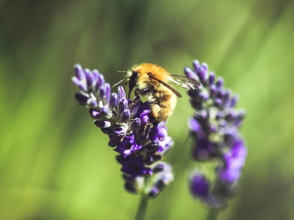 Scrill Insect Fun Shrill Carder Bee Facts For Kids | Kidadl