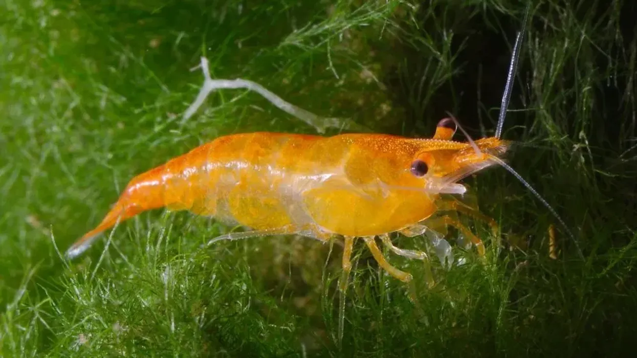 Shrimp facts tell us about these small animals who are caught for human consumption.