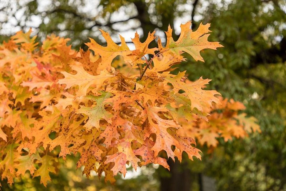 Shumard oak tree is a tree that shows its charm in fall season.