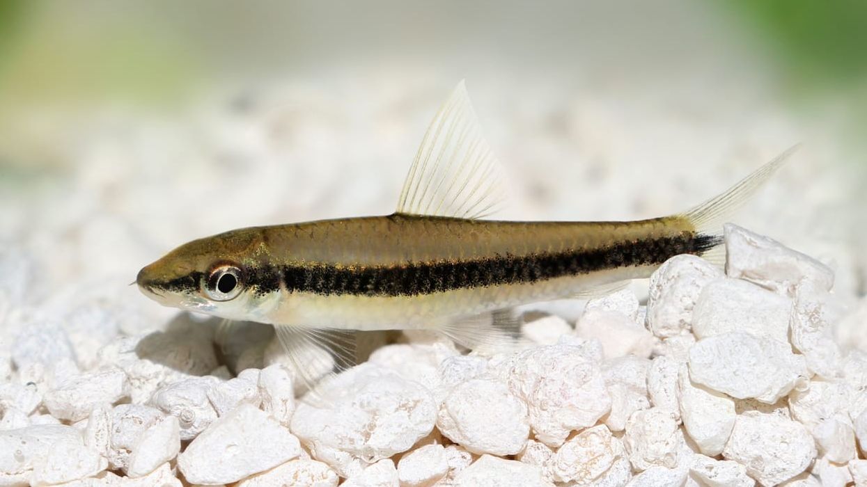 Siamese Algae Eater facts about how Black beard algae is its favorite.