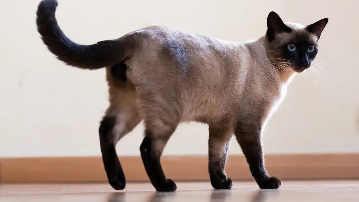 Siamese cat facts about this interesting pet breed from Siam with blue color eyes.