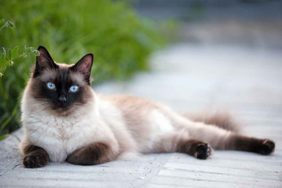 Siamese cat sitting in garden.