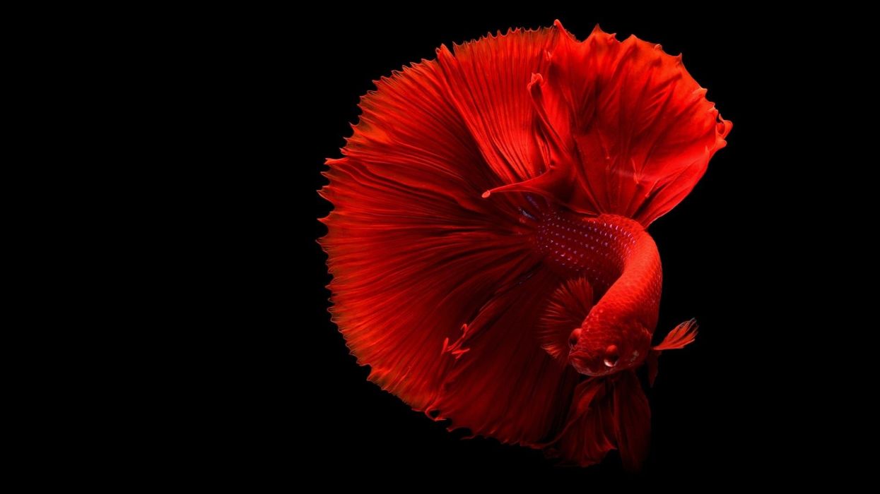 Siamese fighting fish facts are insightful for people who love aquarium fish.