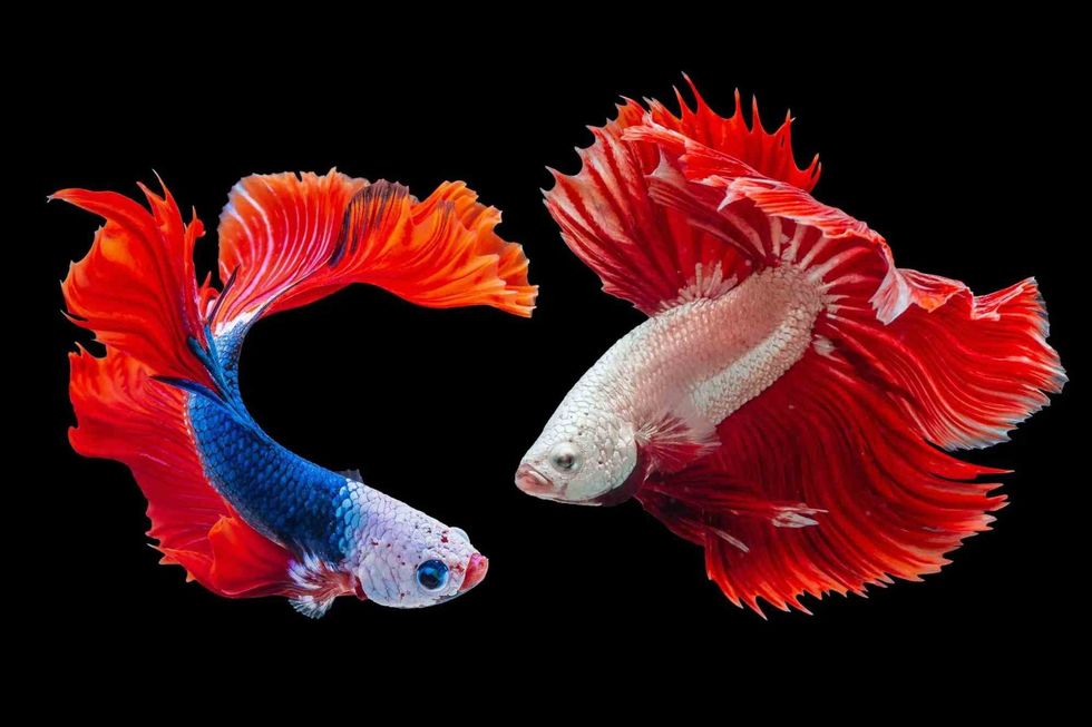 Siamese fighting fish swimming in the sea.