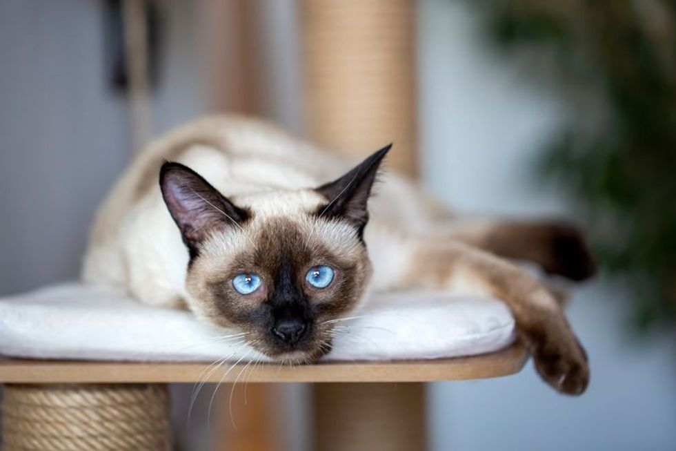 Siamese kitten cat.