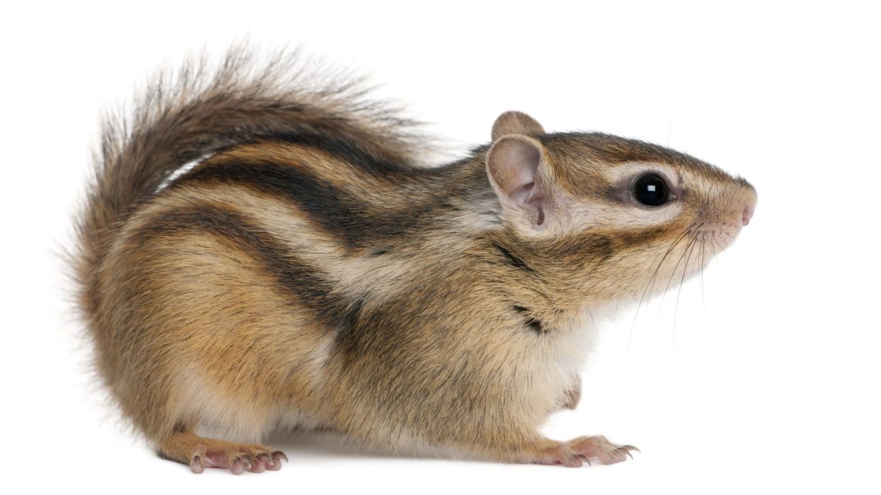 Siberian chipmunk facts about the old world species from family sciuridae.