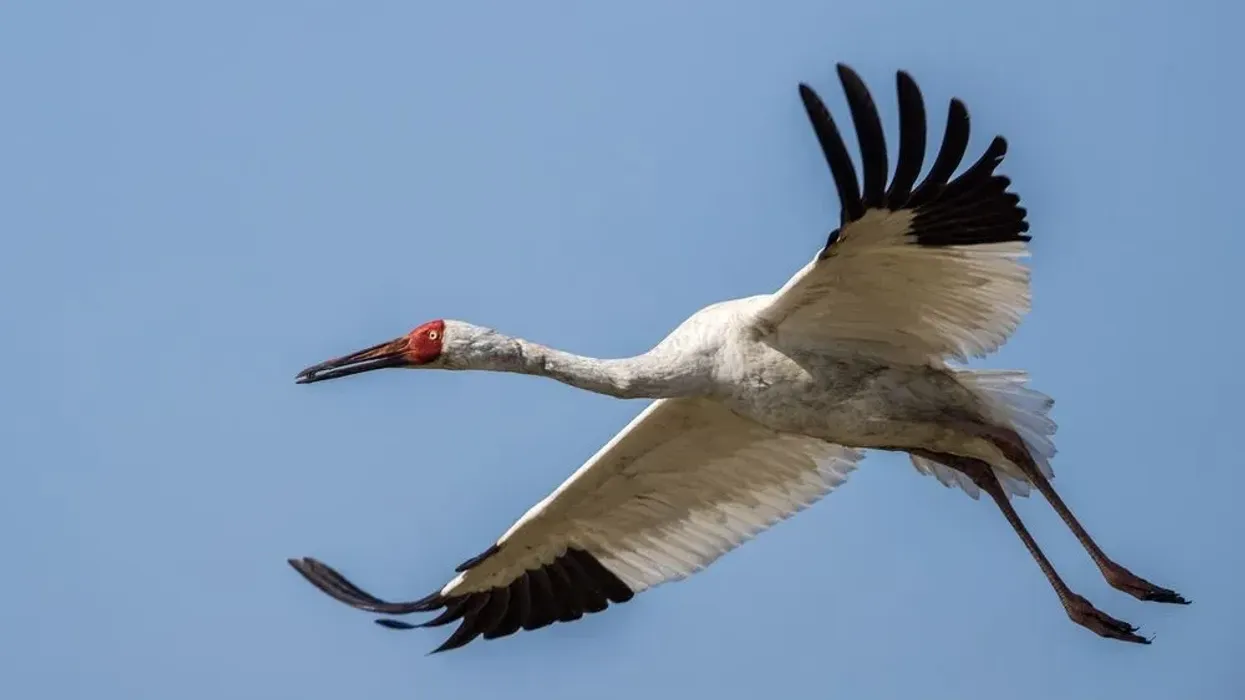 Siberian crane facts that they fly more than 3000 km every year.
