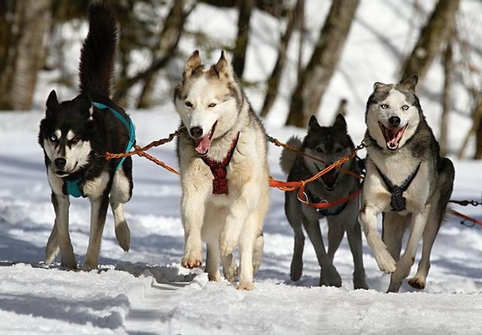 Siberian names will give you some unique husky's name ideas for determining your new Husky dog name.