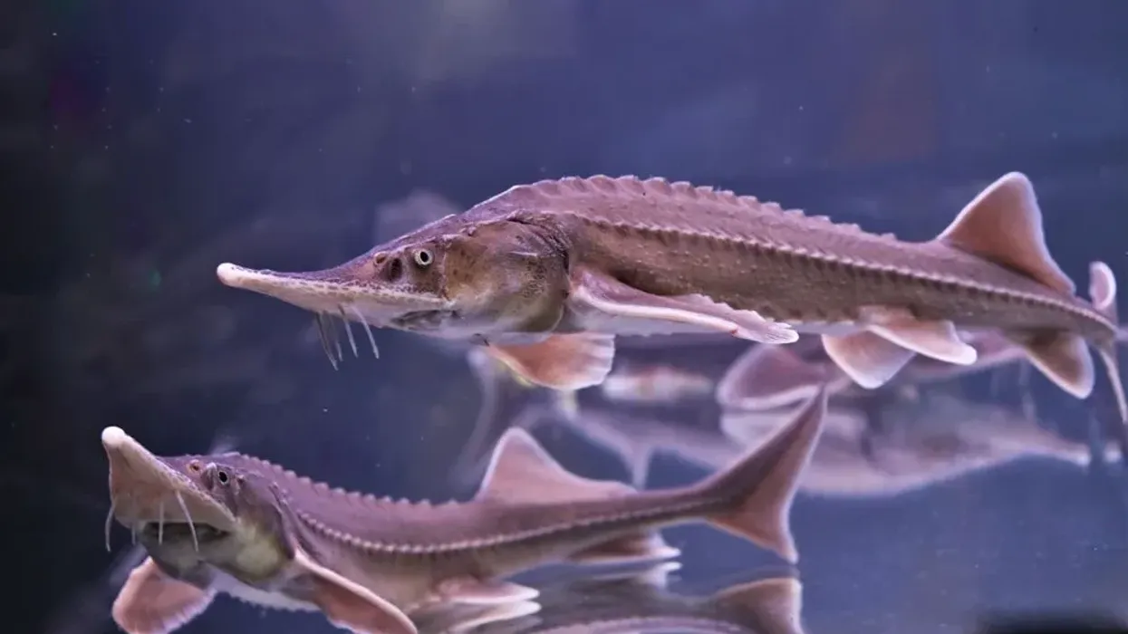 Siberian sturgeon facts about the endangered species that are very popular for their meat and caviar.