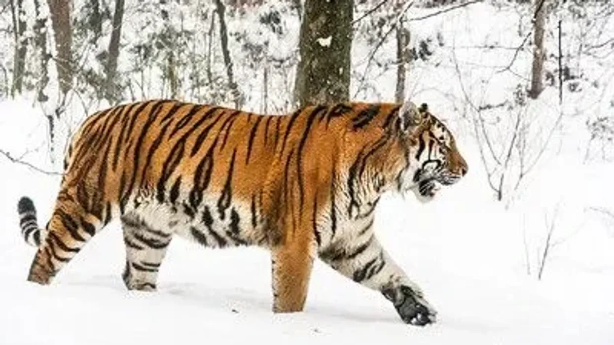 Siberian tiger facts will help kids learn about this magnificent four-legged mammal.