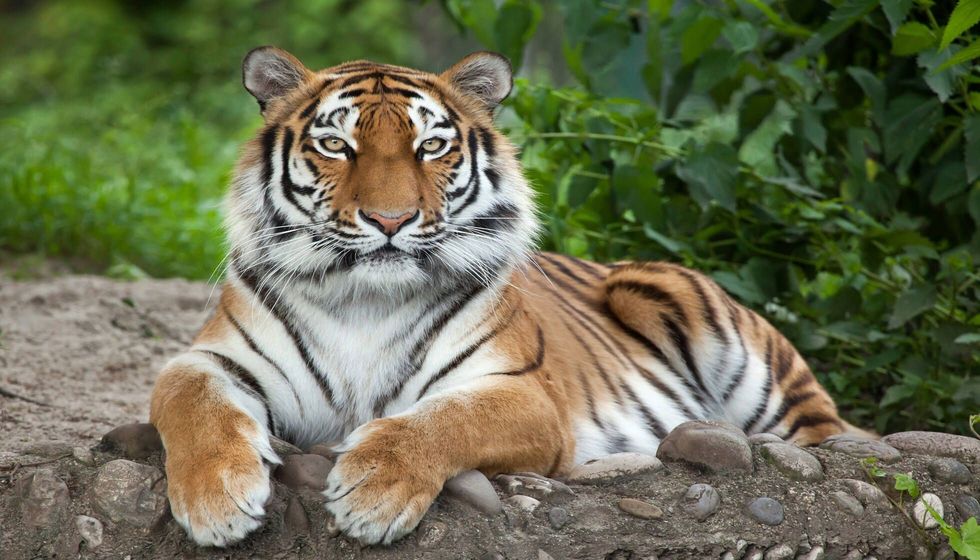 Siberian tiger in the forest.