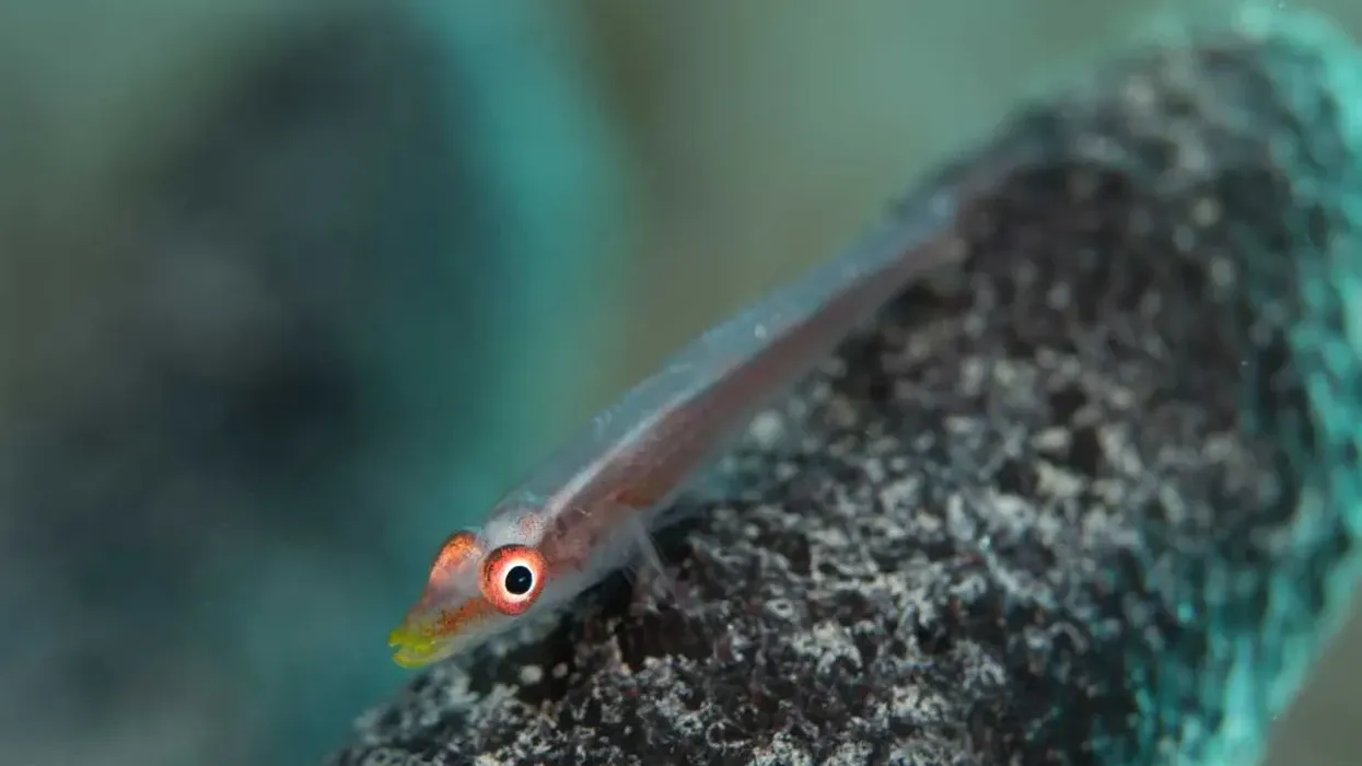 Sicyopterus stimpsoni facts this is a species of gobies endemic to Hawaii
