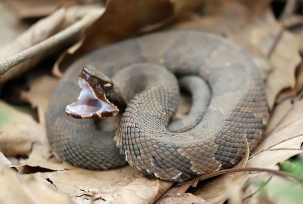 Side view of a Cottonmouth snake
