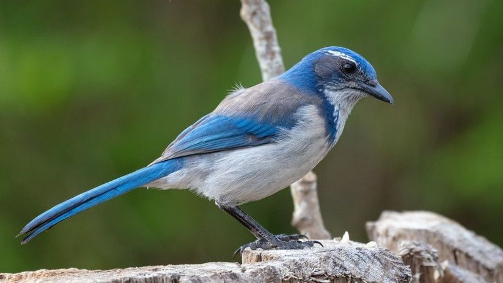 Sideview of a blue jay bird.