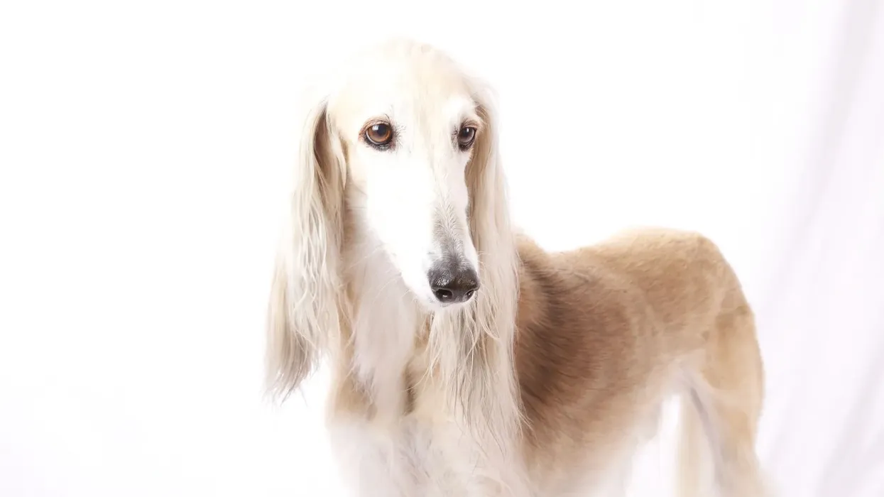 Sighthound facts for kids are educational.