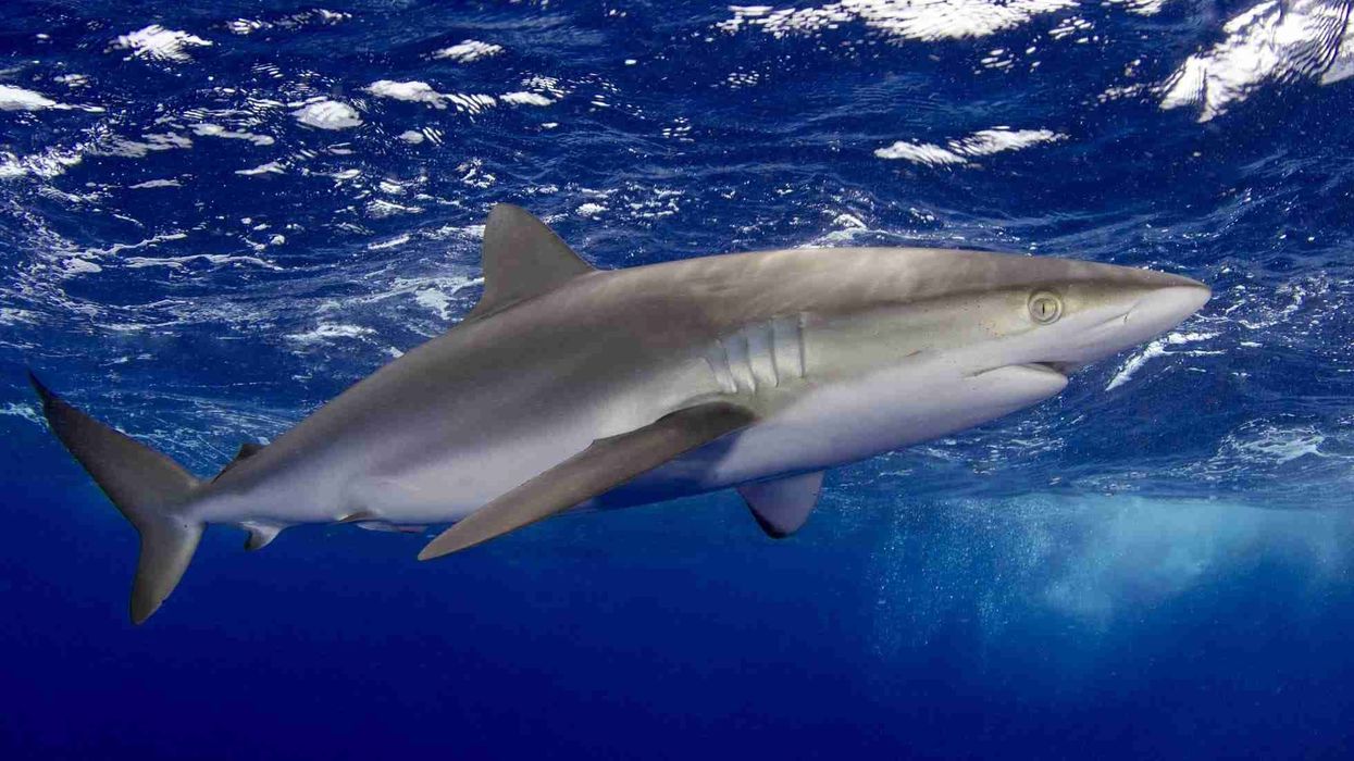 Silky shark facts about a dangerous deep sea predator.
