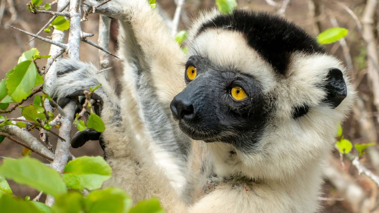 Silky sifaka facts are interesting