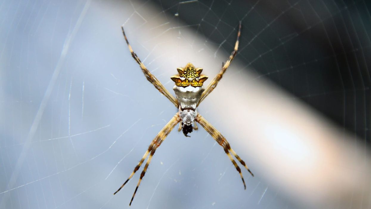 Silver argiope facts are fun to learn!