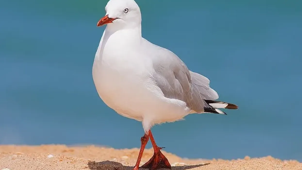 Silver gull facts are about Australia's most famous gull that can be found all over the continent and is widespread near the coast.