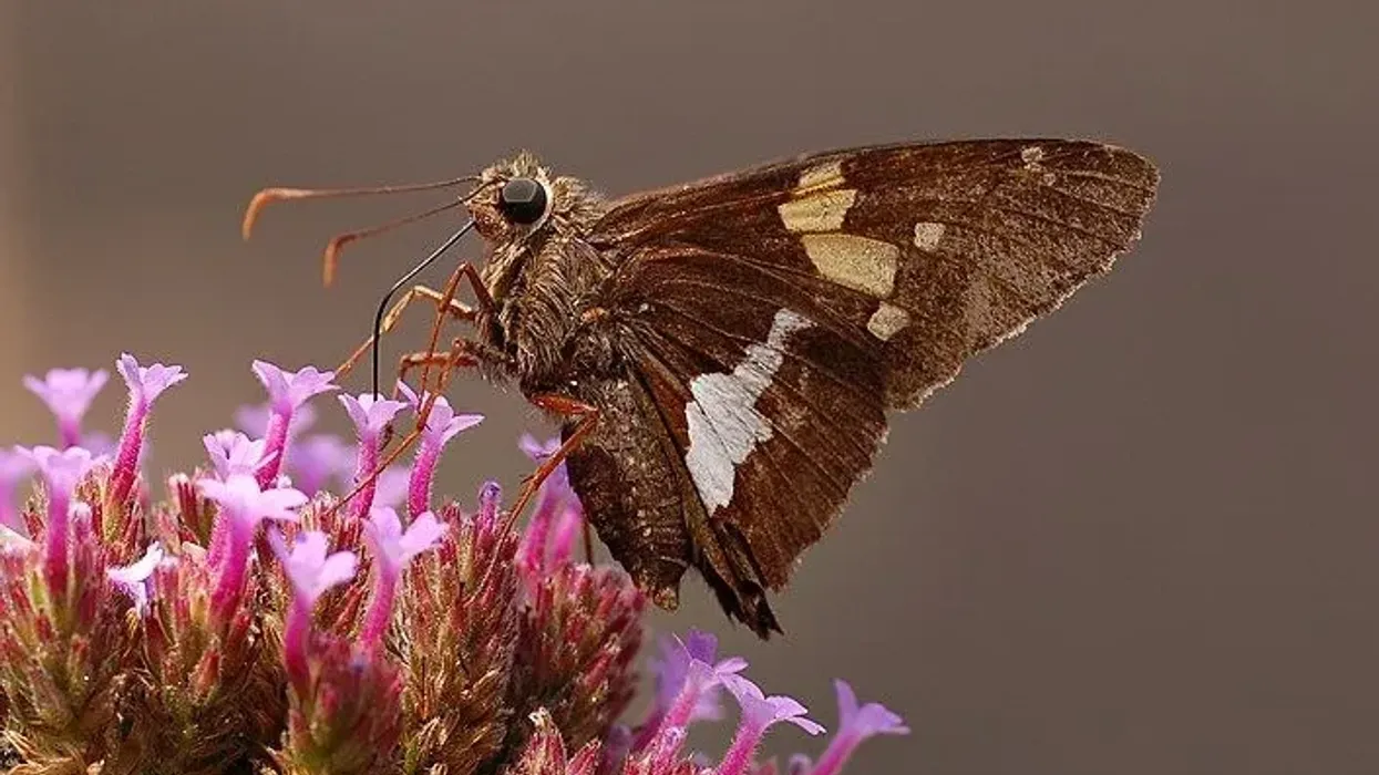 Silver spotted skipper facts, such as it is a nectar-thief that doesn't assist in the pollination of a lot of species, are interesting.
