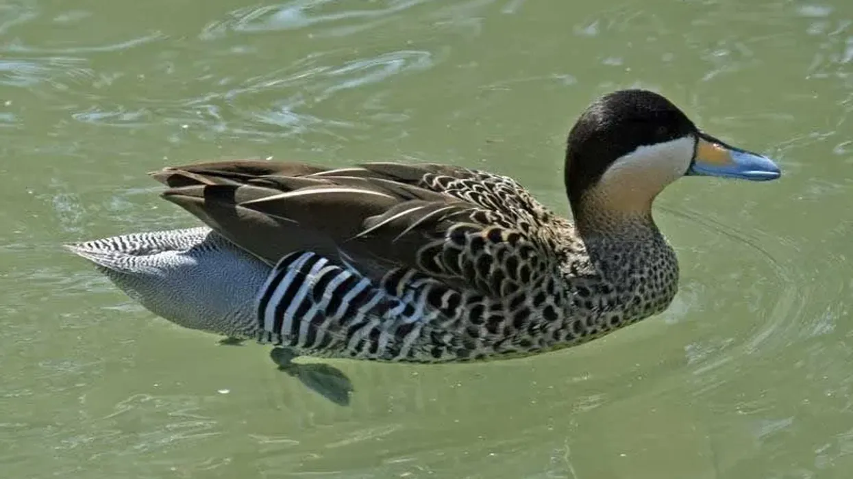 Silver teal facts talk about how the southernmost birds migrate to southern Brazil during the winter months