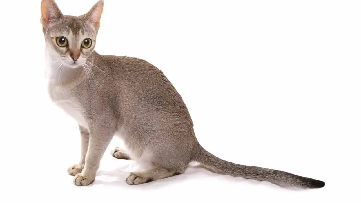 Singapura facts about an adorable-looking breed of cats.