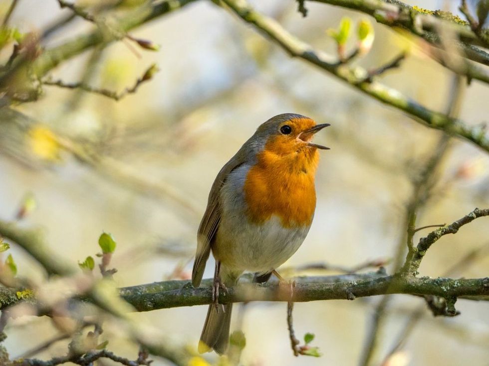 Singing Robin on a Branch