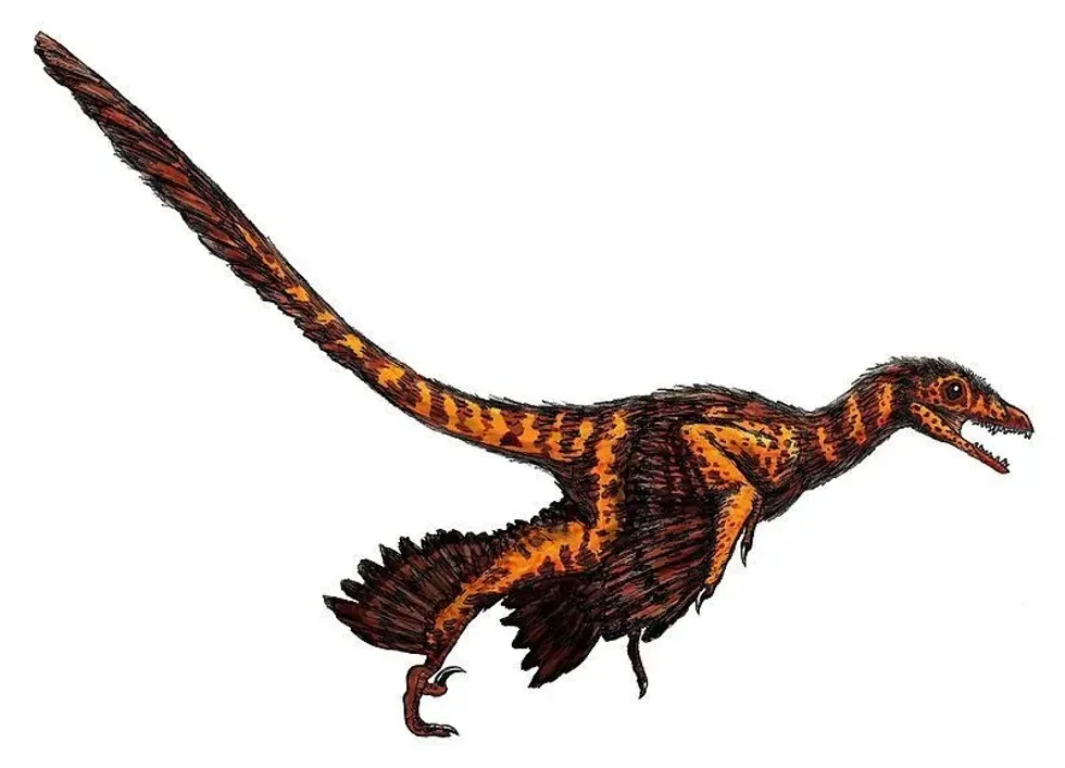 Sinornithosaurus facts are about dinosaurs that have golden stripes all across their body.