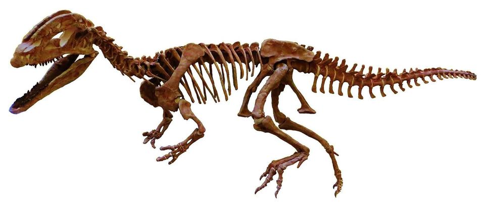 Sinosaurus was a theropod that lived in modern day China.
