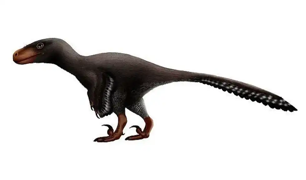 Sinusonasus facts talk about the tooth of this dinosaur.