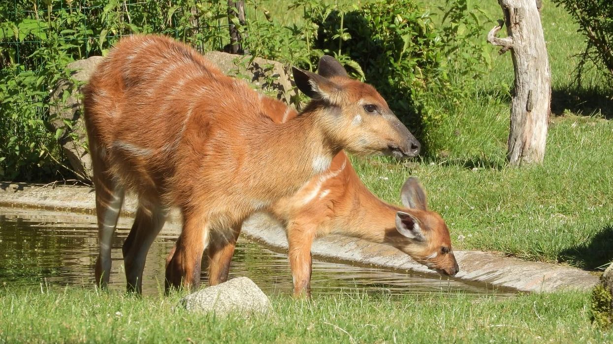 Sitatunga facts are going to captivate both children and parents alike!