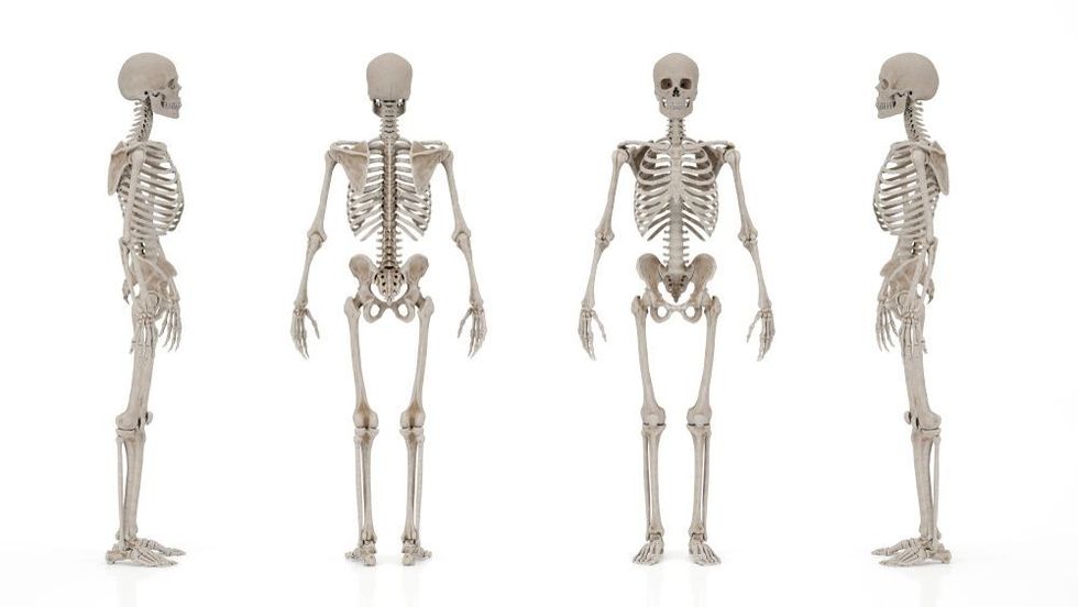 skeletal system image