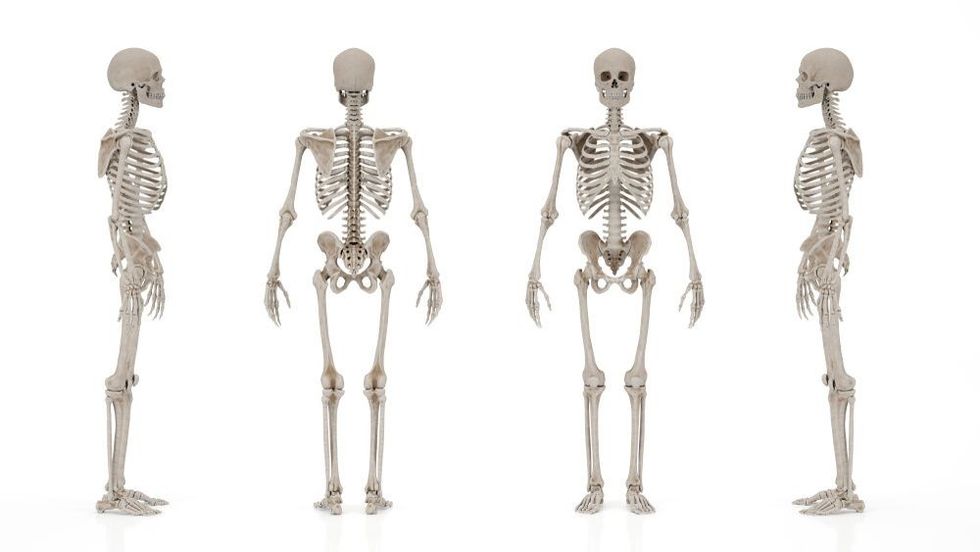 skeletal system image