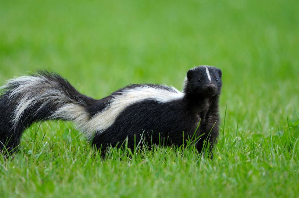 Skunk on grass
