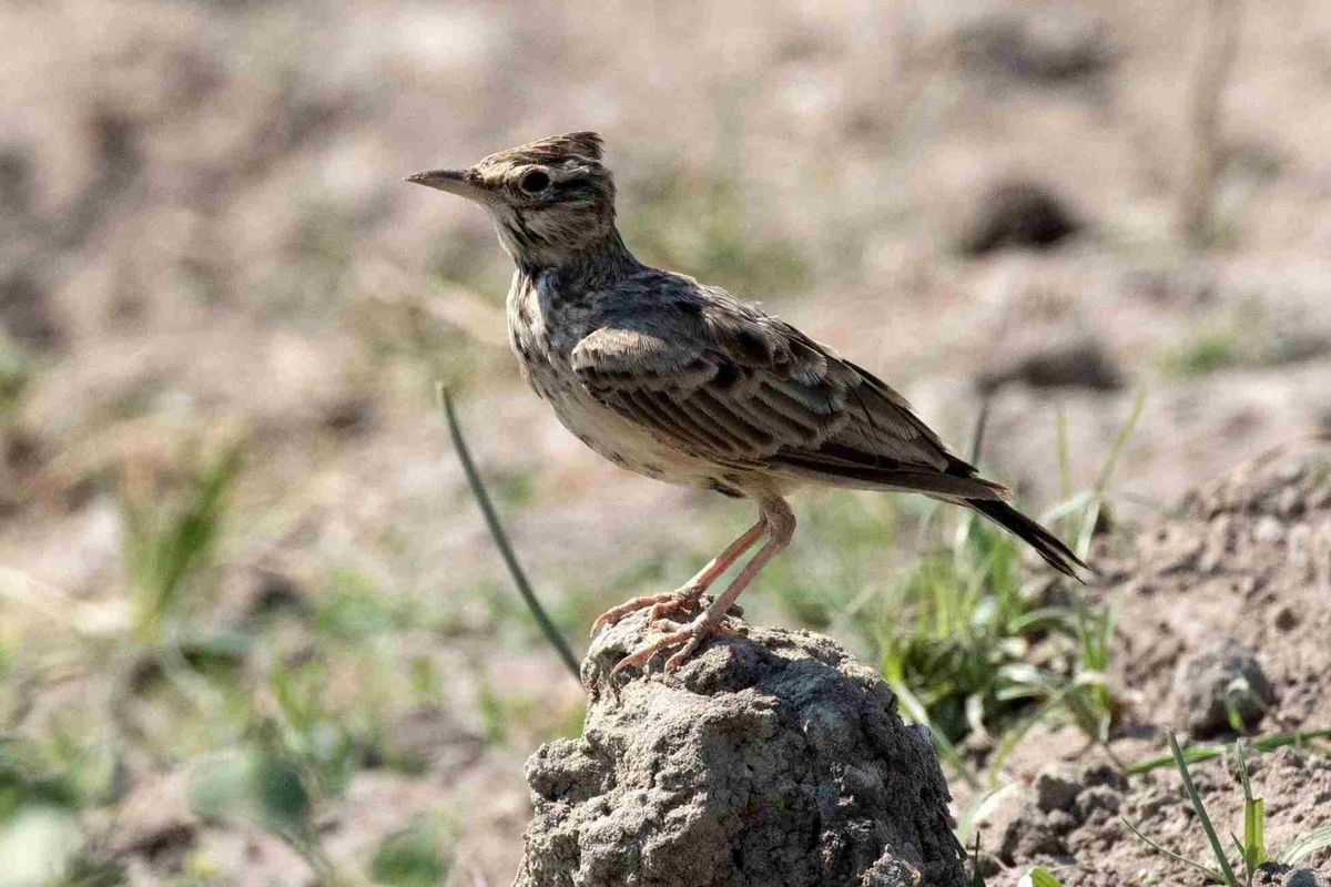 Skylark Facts For Kids