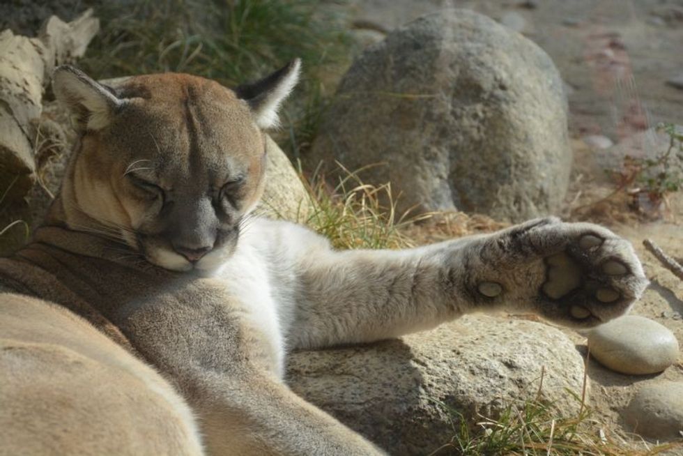 Sleeping Cougar with his paw up