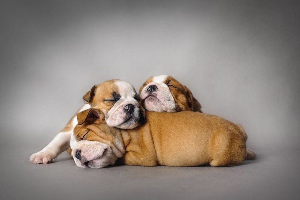 Sleeping English bulldog puppies on grey background