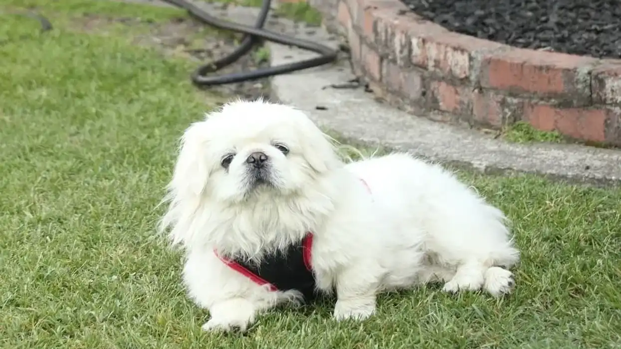Sleeve Pekingese are wonderful dogs with black eye rims.