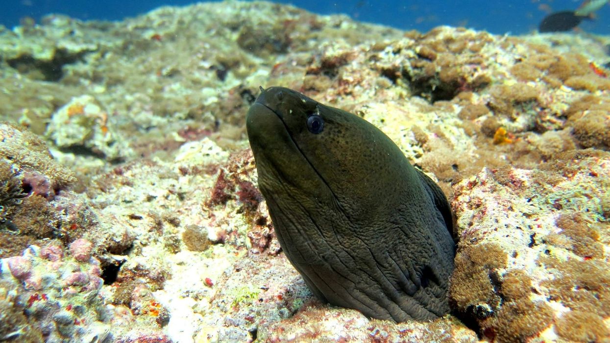 Slender giant moray facts illustrate their physical characteristics, habitat, and distribution