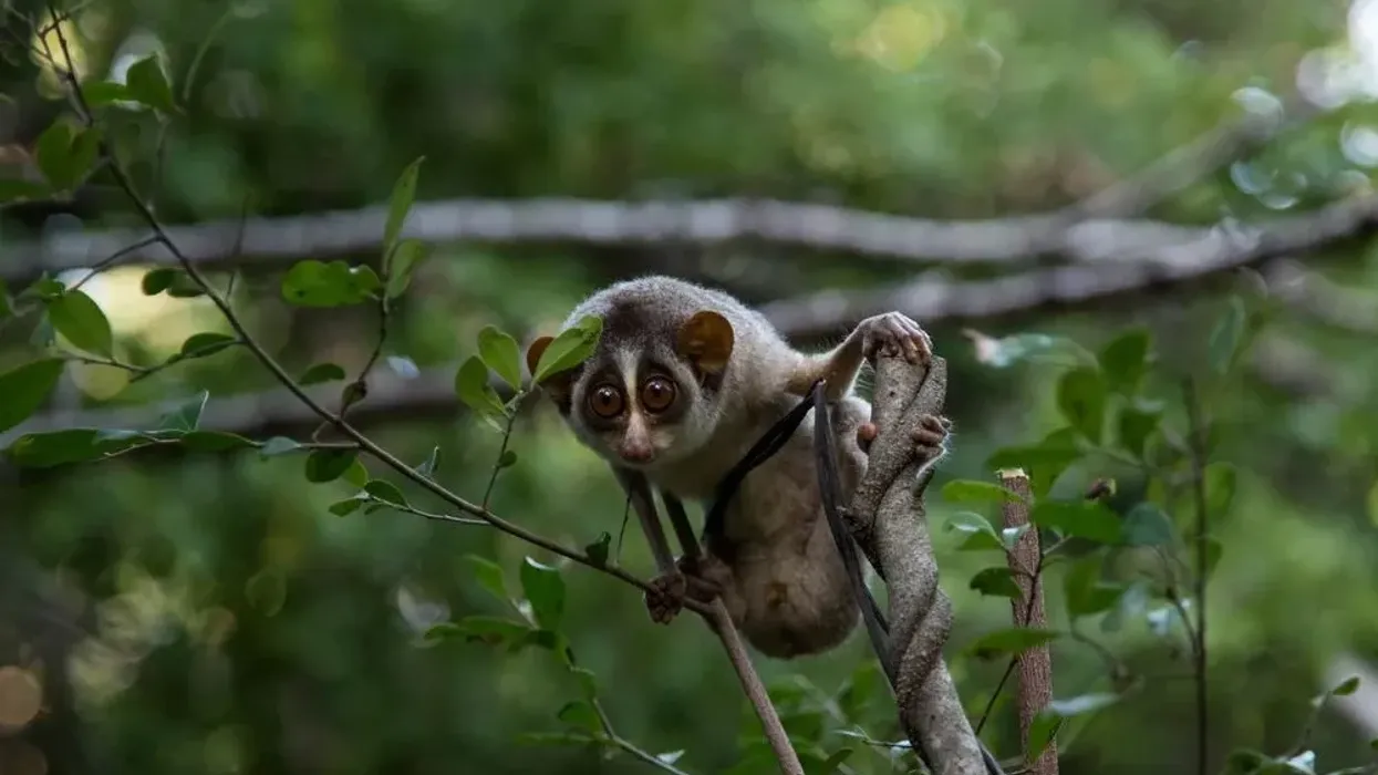 Slender loris facts are highly informative.