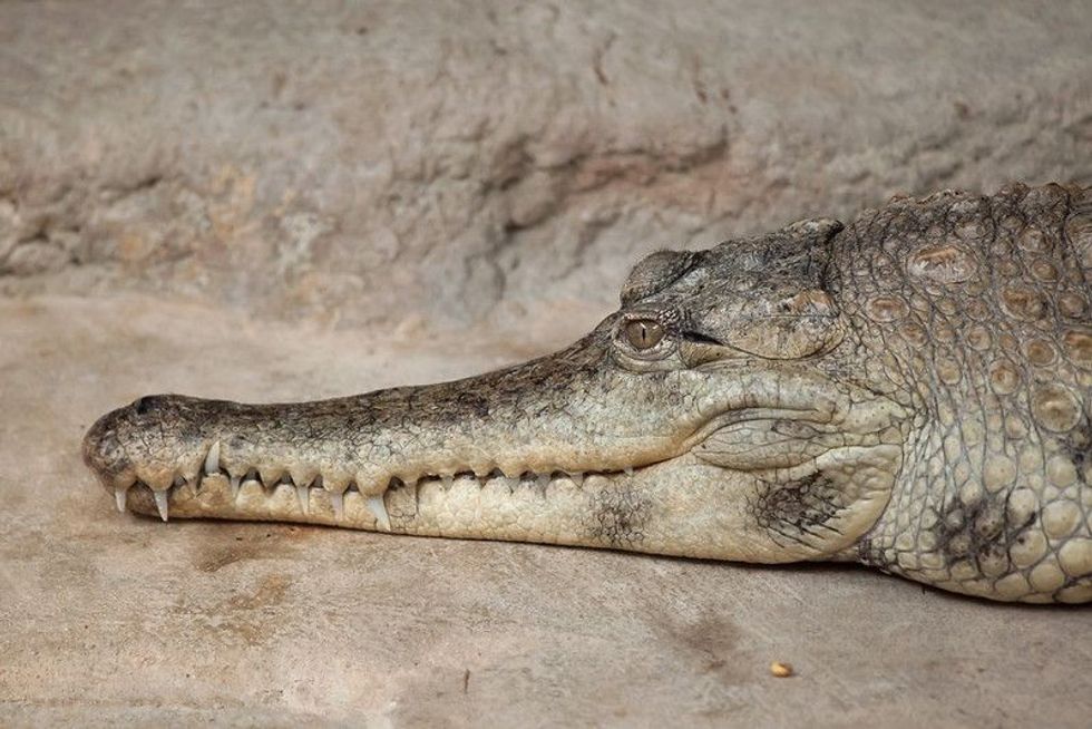 Slender-Snouted Crocodile