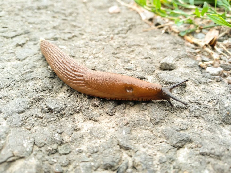 Slippery brown slug with black head crawls on the asphalt.