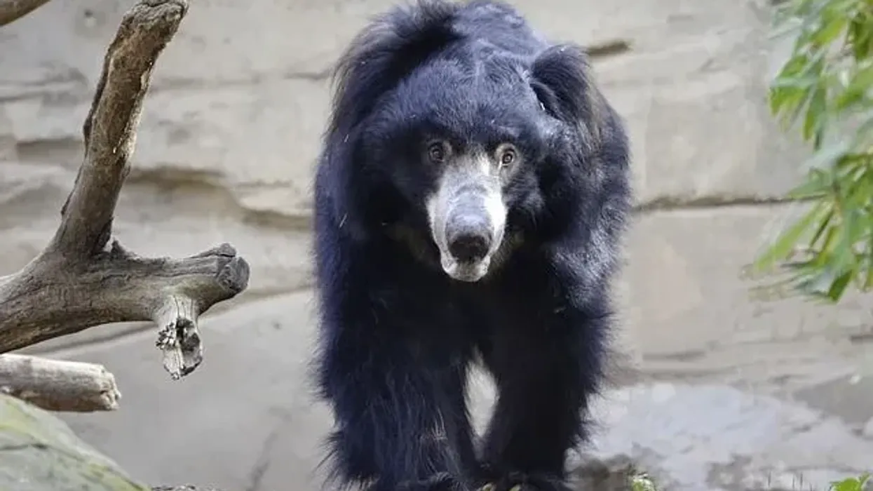 Sloth bear facts will make you want to know more about this furry mammal.
