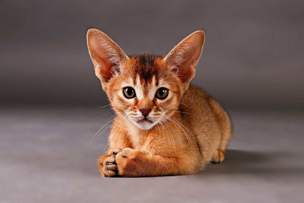 Small cute Abyssinian kitten.