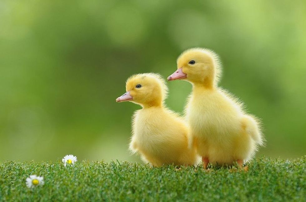 Small ducks on grass.
