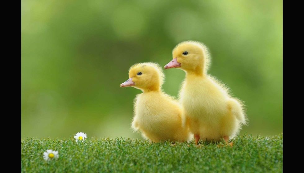 Small ducks on grass.