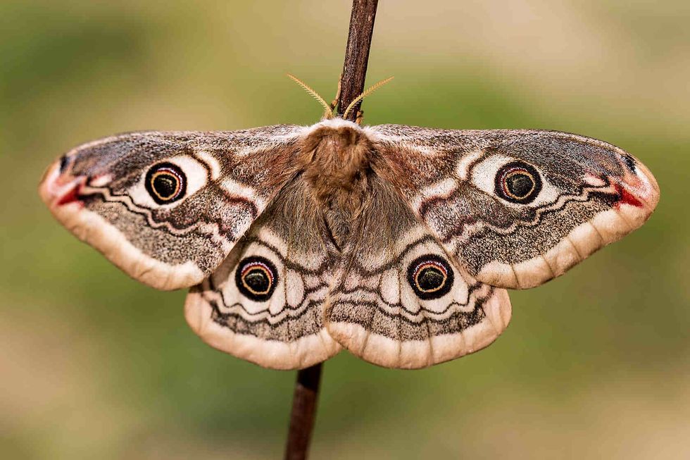 Small Emperor Moth closeup.